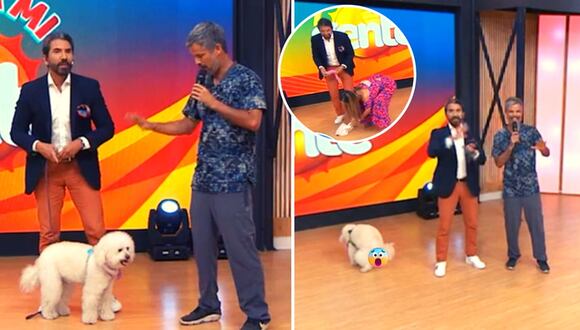 Arriba mi gente: Fernando Díaz lleva su mascota