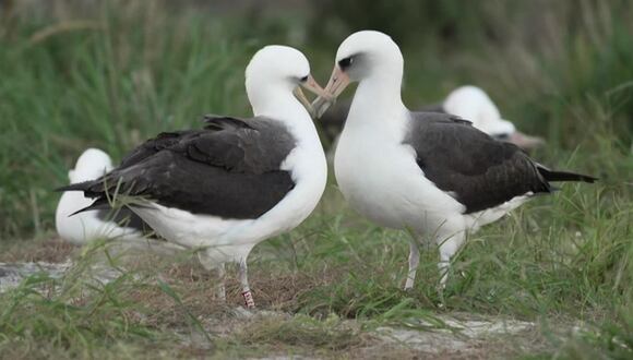 Ser padres puede ser duro, incluso para los más jóvenes y enérgicos, por eso en Hawái todos los ojos están puestos en un albatros anciana que está a punto de ser madre a la edad récord de 74 años.