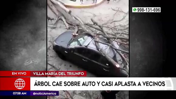 VMT: árbol cae sobre auto y casi aplasta a vecinos
