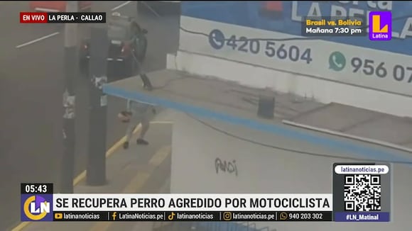 Se recupera "Sereno", perrito agredido por motociclista en La Perla