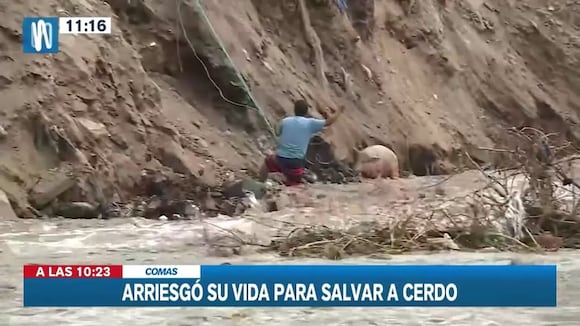 TROME | Poblador arriesgó su vida para salvar a su cerdo