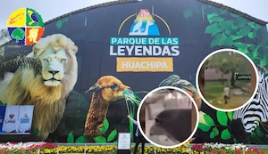 ¡Era un reto de TikTok!: Jóvenes ingresan a jaulas de animales en zoológico para golpearlos