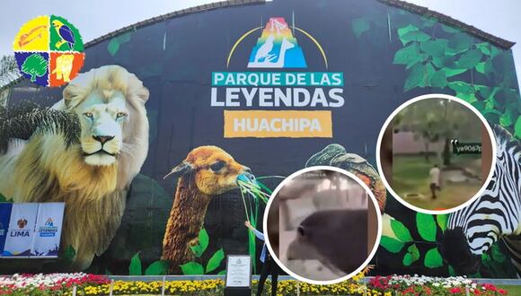 Denuncian maltrato animal en zoológico de Huachipa por jóvenes que cumplían reto de TikTok