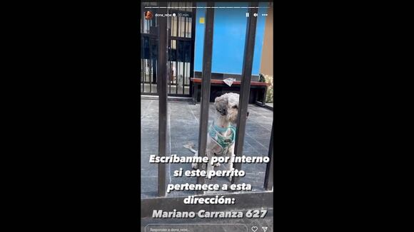Rebeca Escribens pide ayuda para encontrar a dueño de perrito