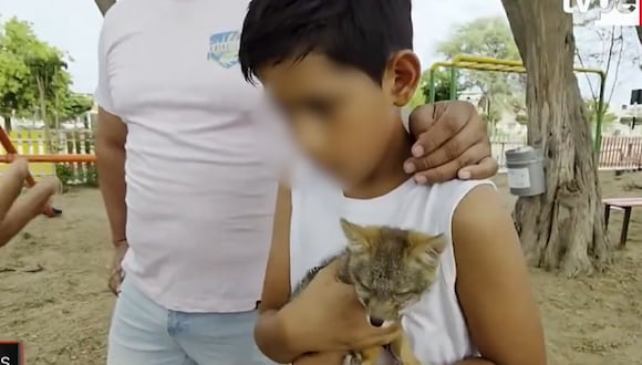 Piura: niño se encuentra con una cría de zorro mientras jugaba en un parque