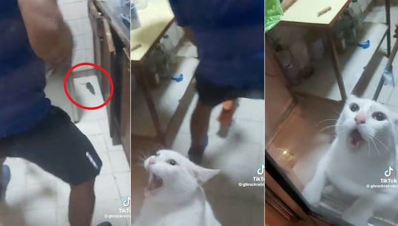 Viral: Gatito llora para salir mientras su dueño persigue una rata