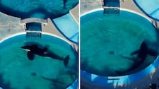 La última orca de ‘Mundo Marino’ en Argentina vive en lamentables condiciones
