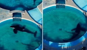 La última orca de ‘Mundo Marino’ en Argentina vive en lamentables condiciones