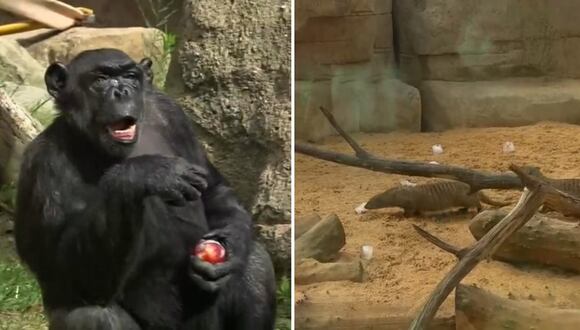 España: Los animales del "Zoo de Barcelona" combaten el calor con helados y fruta congelada