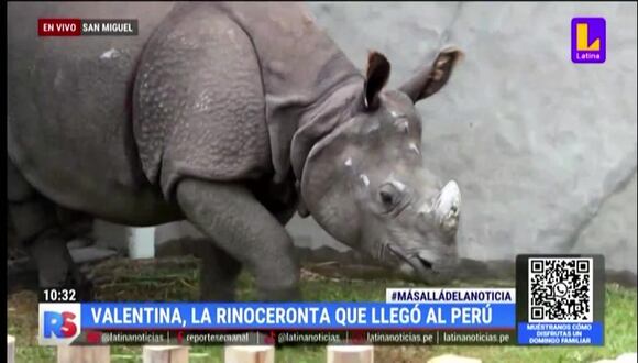 Conoce a Valentina, la nueva rinoceronta india que vive en el Parque de las Leyendas
