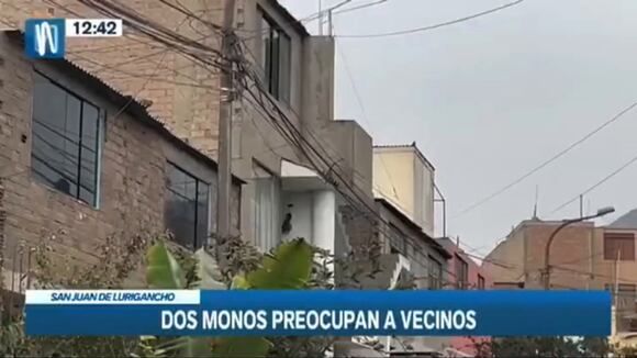 TROME - SJL: reportan la presencia de dos monos que saltan entre los techos y cables