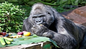 ¡El más longevo de toda Europa! El único gorila de Ucrania cumple 50 años