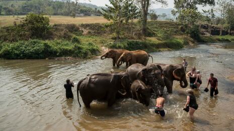 Impactante: turista española fallece tras ataque de elefante al que bañaba en Tailandia