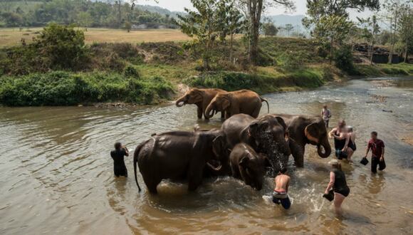 Tailandia: turista muere tras ser atacada por un elefante al que bañaba