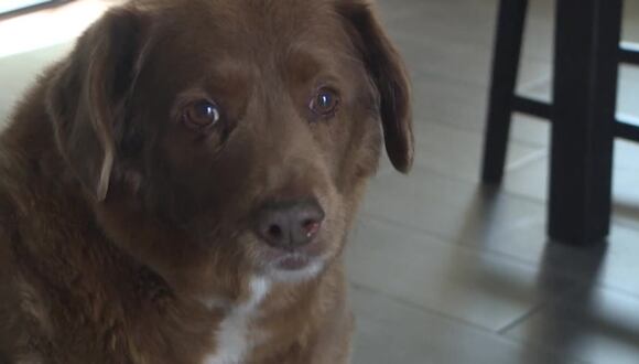 Bobi de 30 años, el perro más longevo del mundo