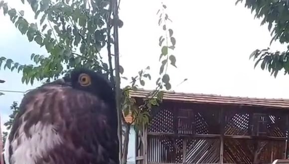 El video viral de la 'paloma mutante' con piernas largas y pecho hinchado