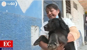 Ate Vitarte: Perrito ‘Negrón’ al que le arrojaron agua hirviente se recupera de sus heridas