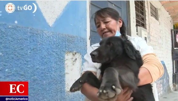 Trome | Perrito al que le arrojaron agua hirviente en Ate se recupera (América Noticias)