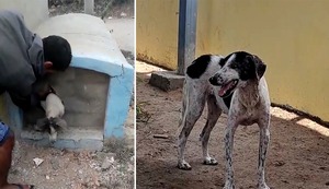 Chiclayo: rescatan a perrita que fue enterrada viva en una tumba