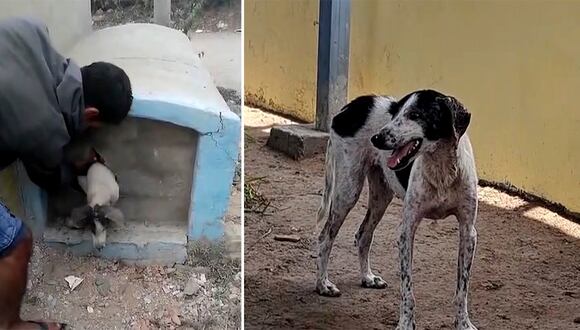 Chiclayo: vecinos rescatan a perrita que fue enterrada viva en una tumba