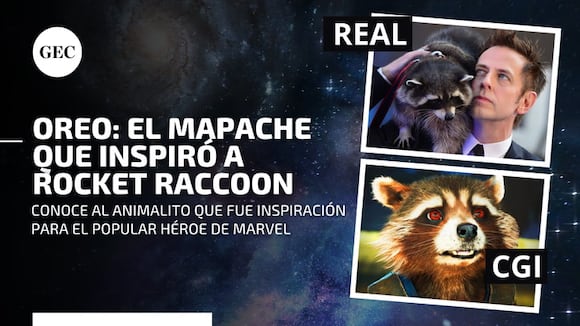 Conoce a 'Oreo', el tierno mapache real que inspiró a Rocket Racoon en 'Guardianes de la Galaxia'