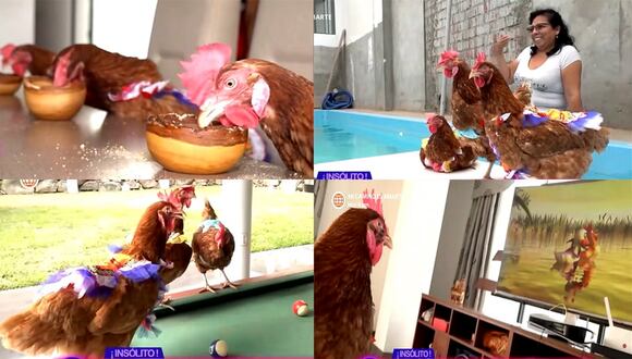 Gallinas engreídas: Comen, visten y hasta tienen lujosa piscina gracias a su dueña
