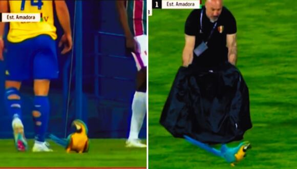 Insólito: Guacamayo interrumpe partido de fútbol Sub-23 en Portugal