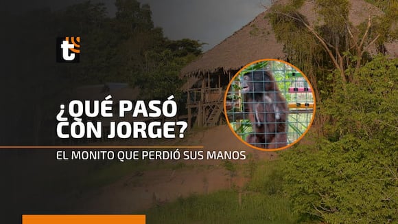 Trome | ¿Qué pasó con Jorge, el monito que perdió sus manos?