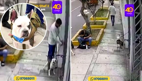 San Miguel: Hombre abandona a perro en veterinaria, ahora busca hogar