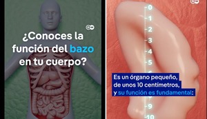 ¿Para qué sirve nuestro bazo?