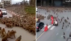 Enfrentamiento entre bandas de monos genera caos y temor en las calles de Tailandia