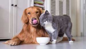 ¿Licencia laboral por el fallecimiento de mascotas? Conoce la propuesta