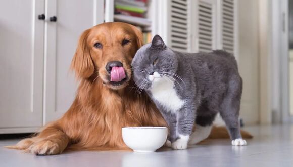 Congreso: proponen dar licencia laboral por fallecimiento de mascotas