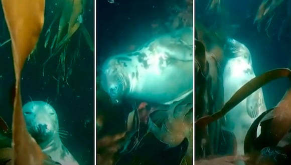 Reino unido: Captan a foca durmiendo plácidamente en bosque de algas marinas