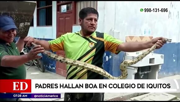 Iquitos: Padres de familia encontraron una boa cuando realizaban trabajos en salón de clase