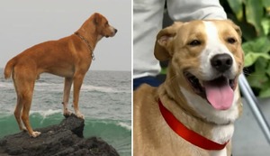 El fenómeno de “Vaguito”: Llega a otros países por su gran éxito