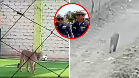 Chincha Alta: Puma andino invade campo de fulbito y hace correr a deportistas
