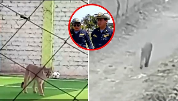 Puma suelto es visto en Chincha
