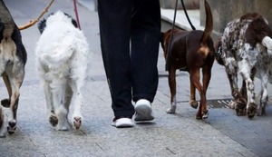 Pasear perros en Lima puede generarte más de 3 mil soles al mes