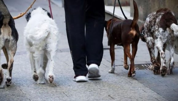 ¿El negocio más rentable? Más de 3 mil soles al mes por pasear perros en Lima