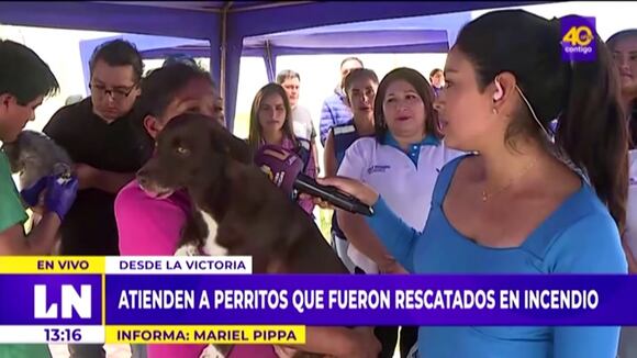 Alcalde de la Victoria adopta perrito