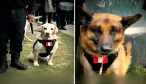 Emotivo retiro de dos perritos policías tras ocho años de servicio