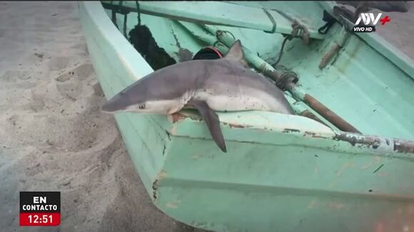 Trome | Tiburones en Punta Hermosa