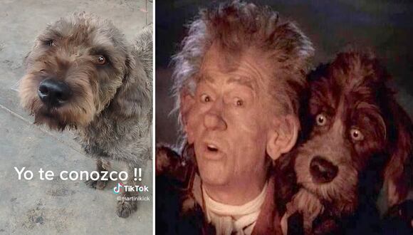 Viral: Encuentran a un perrito muy similar al de ‘El narrador de cuentos’ pidiendo comida