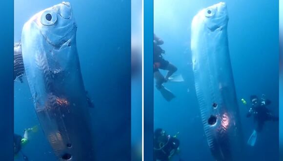 Pez remo visto en Taiwán