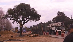 Protestas en Argentina por el traslado de un árbol de casi 300 años