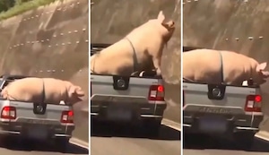 ¡Crueldad animal! Transportan a cerdo y cabra de forma ilegal en Brasil