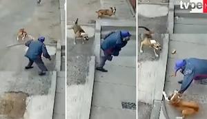 Tacna: adulto mayor es atacado por dos perros cuando caminaba por la calle