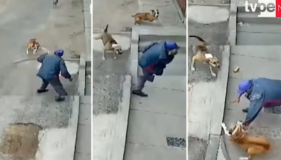 Perros atacan a anciano cuando caminaba por la calle en Tacna