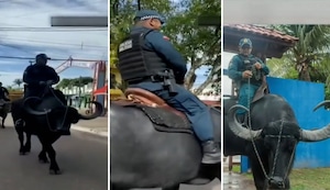 Policías usan búfalos para transportarse en isla de Brasil